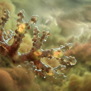Thermococcus sulfurivagus